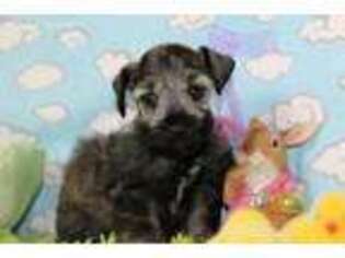Mutt Puppy for sale in Tenaha, TX, USA
