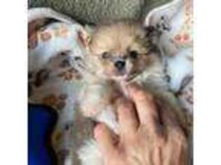 Pomeranian Puppy for sale in Eldorado, IL, USA