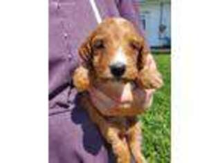 Goldendoodle Puppy for sale in Sullivan, IL, USA
