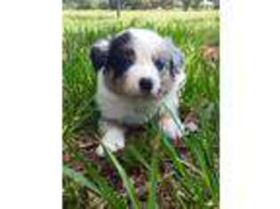Australian Shepherd Puppy for sale in Crystal River, FL, USA