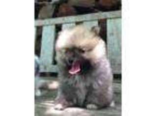 Pomeranian Puppy for sale in La Monte, MO, USA