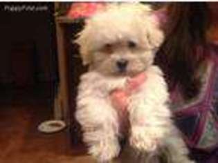 Maltese Puppy for sale in Arvada, CO, USA