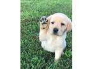 Labrador Retriever Puppy for sale in Mount Sterling, KY, USA