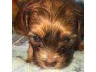 Yorkshire Terrier Puppy for sale in Shorewood, IL, USA