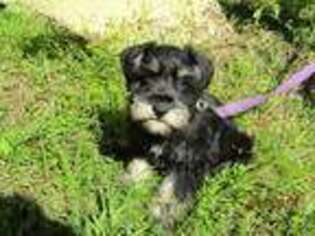 Mutt Puppy for sale in Everton, AR, USA