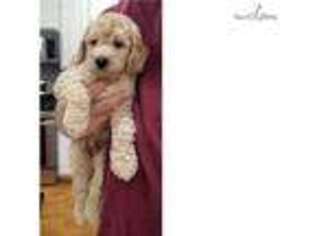 Goldendoodle Puppy for sale in Atlanta, GA, USA