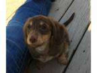 Dachshund Puppy for sale in Suffolk, VA, USA
