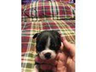 Boston Terrier Puppy for sale in Tupelo, OK, USA