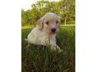 Mutt Puppy for sale in Two Rivers, WI, USA