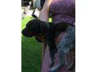 German Shorthaired Pointer Puppy for sale in Oshkosh, WI, USA