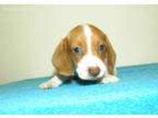 Dachshund Puppy for sale in Dunn, NC, USA