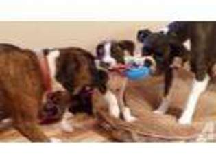 Boxer Puppy for sale in GRESHAM, OR, USA