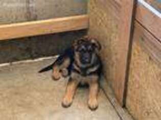 German Shepherd Dog Puppy for sale in Winter Park, CO, USA