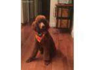 Mutt Puppy for sale in Londonderry, NH, USA
