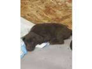 Labrador Retriever Puppy for sale in Oak Harbor, WA, USA