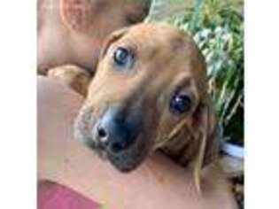 Rhodesian Ridgeback Puppy for sale in Lawrence, KS, USA