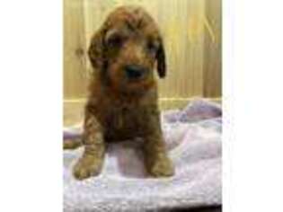 Irish Setter Puppy for sale in Garwin, IA, USA