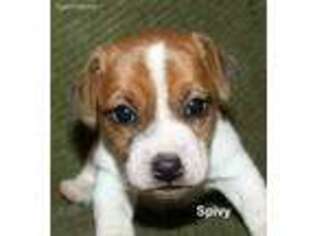 Jack Russell Terrier Puppy for sale in Seymour, TX, USA