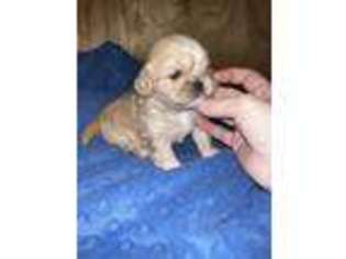 Pekingese Puppy for sale in Canton, TX, USA