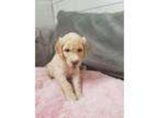 Goldendoodle Puppy for sale in Iola, WI, USA
