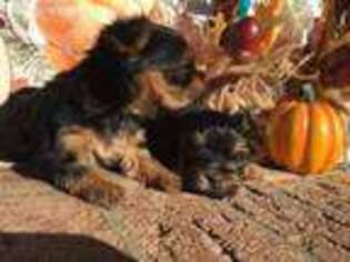 Yorkshire Terrier Puppy for sale in Albemarle, NC, USA