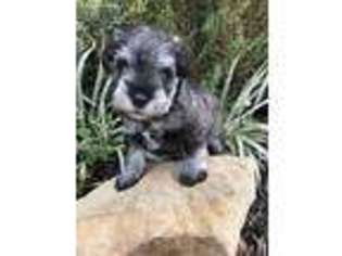 Mutt Puppy for sale in Fulshear, TX, USA