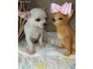 Chihuahua Puppy for sale in Childress, TX, USA