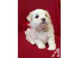 Maltese Puppy for sale in PITTSBURGH, PA, USA
