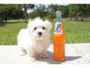 Maltese Puppy for sale in VENICE, FL, USA