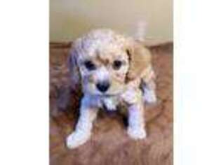 Cavapoo Puppy for sale in Perham, MN, USA
