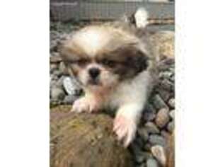 Pekingese Puppy for sale in Fort Plain, NY, USA