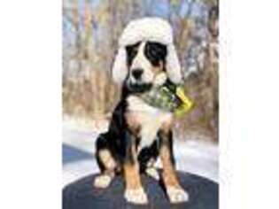 Greater Swiss Mountain Dog Puppy for sale in North Smithfield, RI, USA