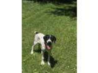 German Shorthaired Pointer Puppy for sale in Capron, IL, USA