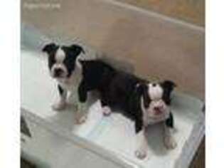 Boston Terrier Puppy for sale in Stephens, GA, USA