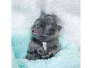 French Bulldog Puppy for sale in Lake Villa, IL, USA