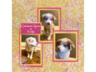 Mutt Puppy for sale in Alpharetta, GA, USA