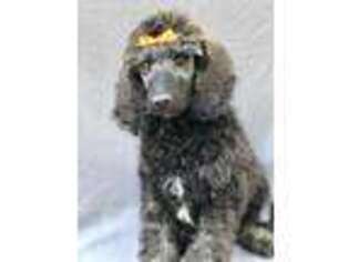 Mutt Puppy for sale in Wynantskill, NY, USA