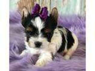 Biewer Terrier Puppy for sale in Jonestown, PA, USA