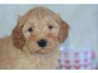 Goldendoodle Puppy for sale in Crete, IL, USA