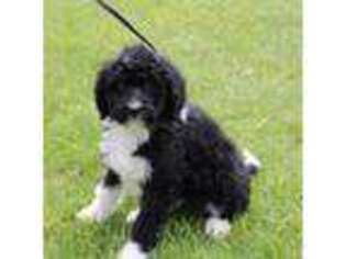 Bernese Mountain Dog Puppy for sale in Schenectady, NY, USA