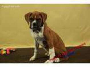 Boxer Puppy for sale in Hickory, NC, USA