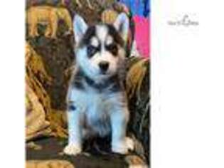 Alaskan Klee Kai Puppy for sale in Wichita, KS, USA