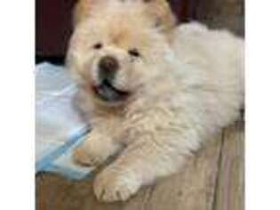 Chow Chow Puppy for sale in Mesa, AZ, USA