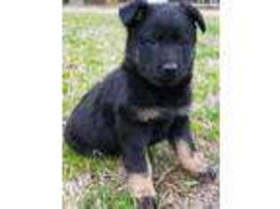 German Shepherd Dog Puppy for sale in Woodland, NC, USA