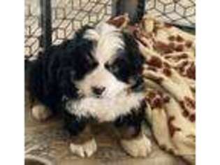 Bernese Mountain Dog Puppy for sale in Middletown, IN, USA