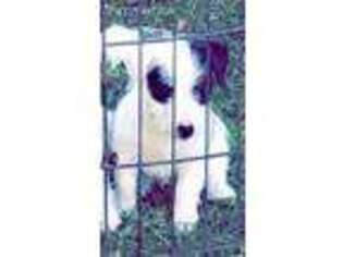 Jack Russell Terrier Puppy for sale in Yakima, WA, USA