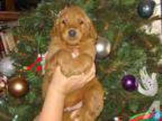 Goldendoodle Puppy for sale in WESTMORELAND, TN, USA