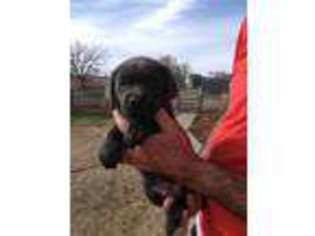 Labrador Retriever Puppy for sale in La Plata, NM, USA
