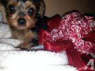 Yorkshire Terrier Puppy for sale in SACRAMENTO, CA, USA