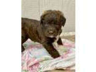 Labradoodle Puppy for sale in Paris, TX, USA